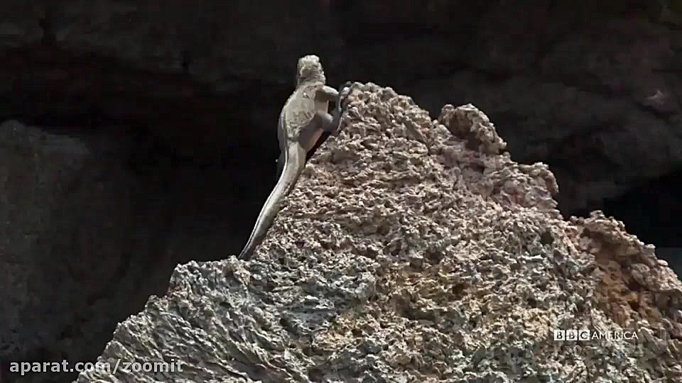 مارها علیه ایگوانا