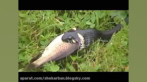 شکار ماهی توسط مار در چند دقیق...