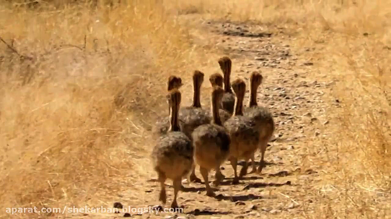 لحظه ی تولد بسیار جالب جوجه شت...
