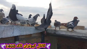 کبوتر بازی به همراه غریب گیری