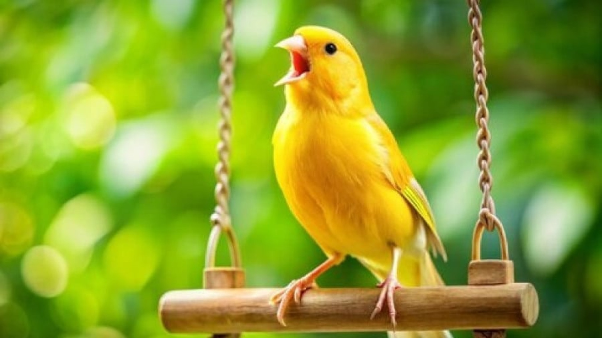 صدای قناری مست ، آواز قناری نر...