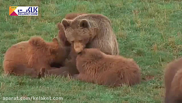 منطقه حفاظت شده بوت کمپ در اسپ...