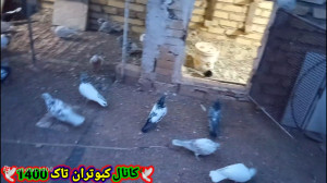 کبوتر بازی نمایشی از کبوترای ت...