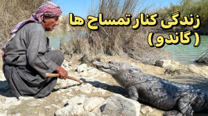مردی که کنار تمساح ها زندگی می...