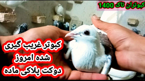 غریب گیری (دوکت پلاکی ماده)