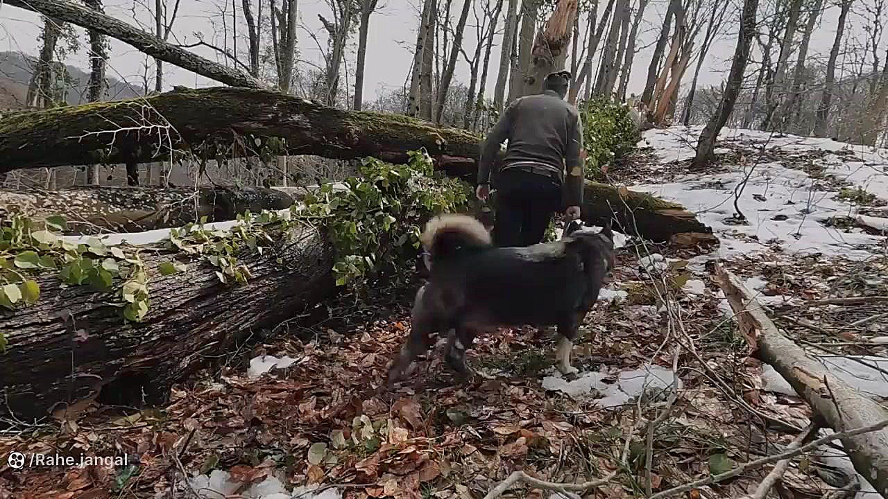 کمپینگ بوشکرفت و ساخت کلبه چوب...