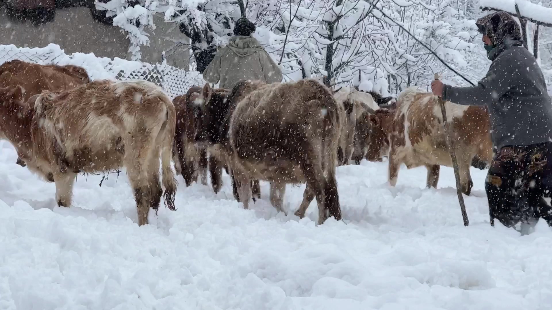 بارش برف وکولاک درروستا:یک روز...