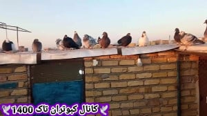 حمله گربه.پرواز کبوترام در شب...