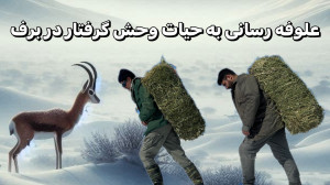 تلاش محیط بانان برای علوفه رسا...