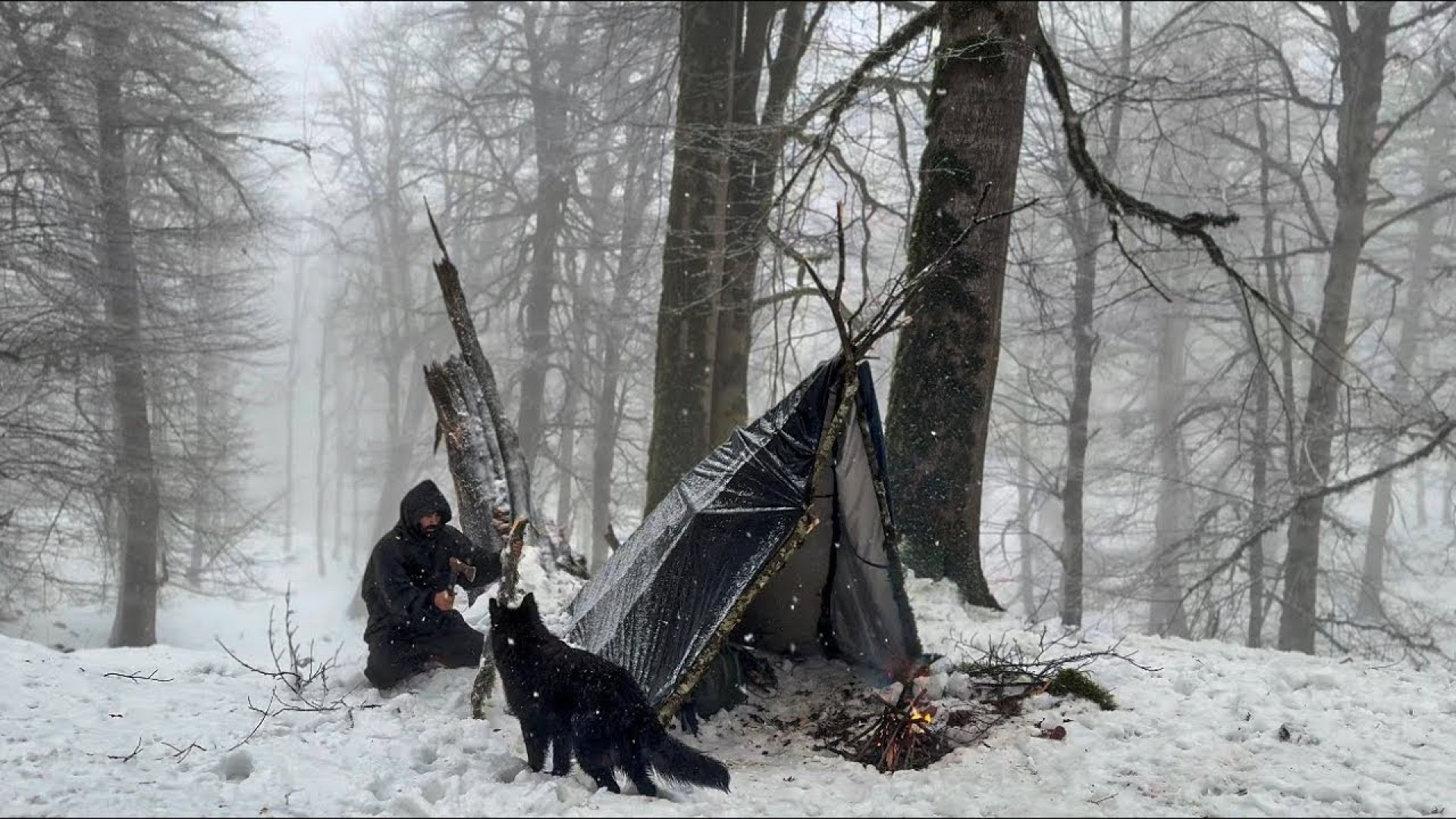 تنها در جنگل یخ زده با گرگ سیا...