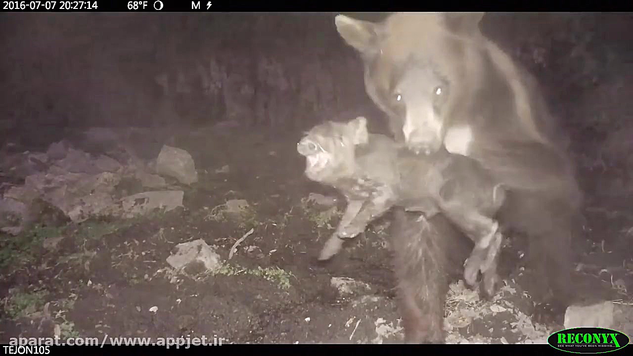 شکار دردناک بچه خوک توسط خرس س...