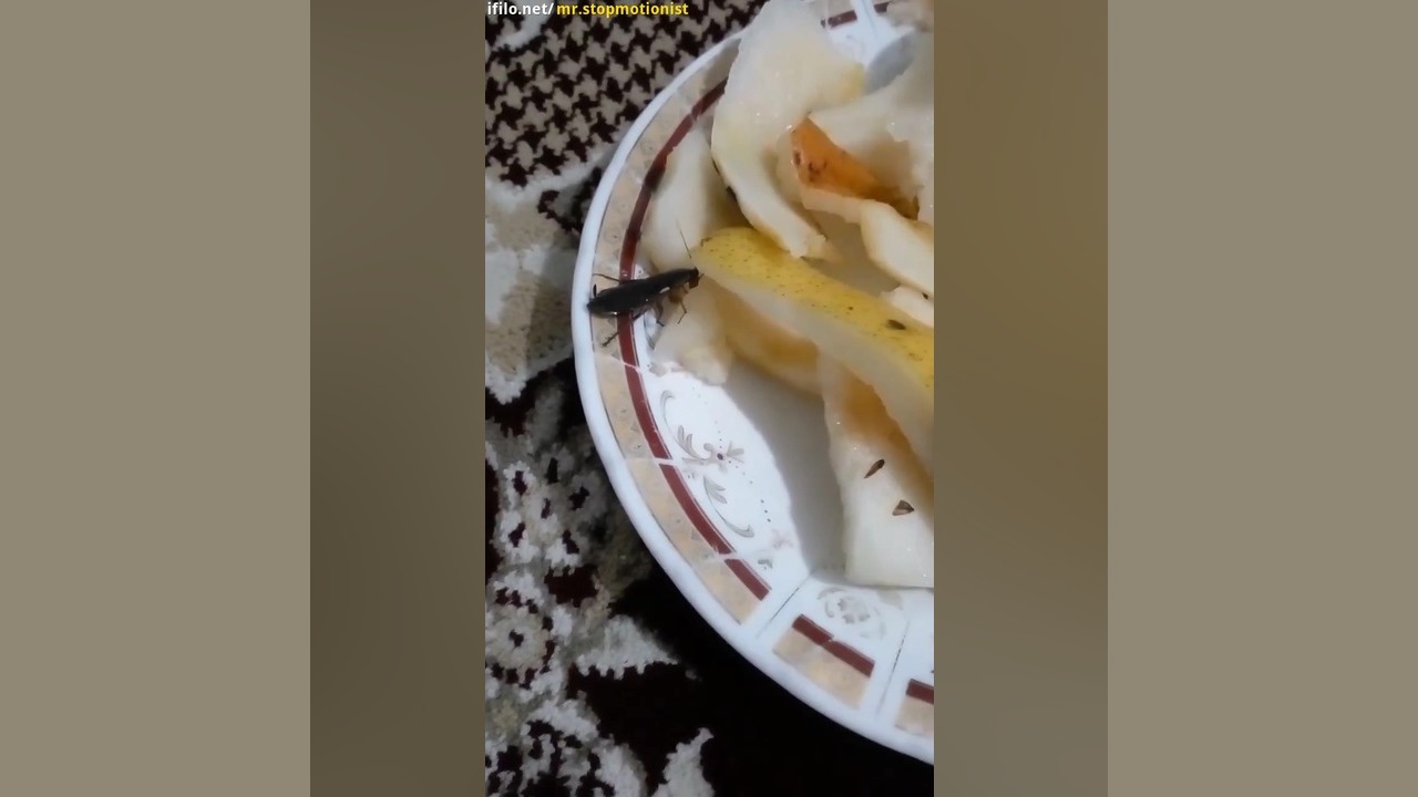 سوسک داره گلابی می‌خوره