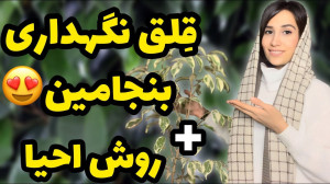 قلق نگهداری از گیاه بنجامین صف...