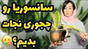 اینجوری سانسوریا رو نجات دادم...