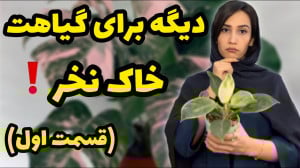 دیگه گیاهاتون رو داخل خاک نکار...