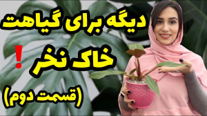 گیاهاتون رو داخل خاک نکارین به...