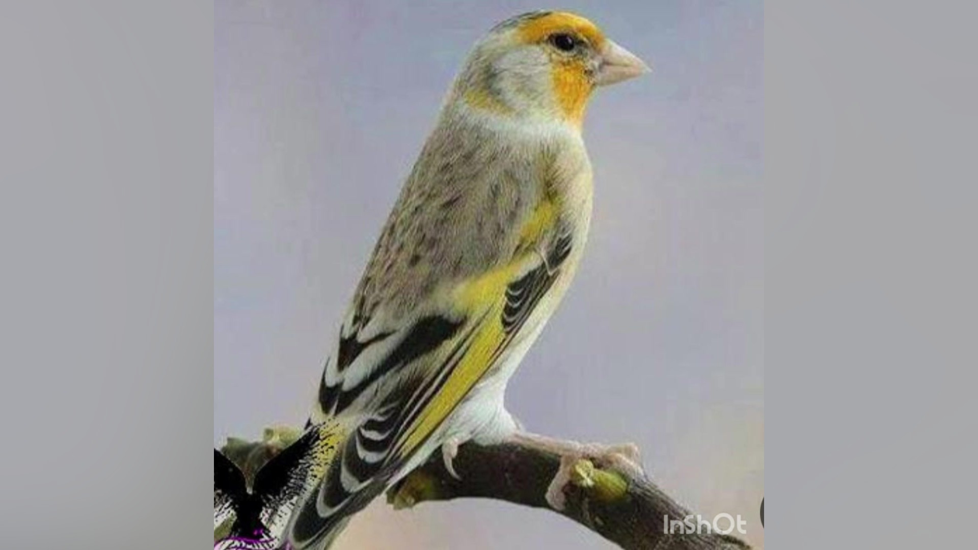 دهن سهره قناری بی نظیر وبی عیب