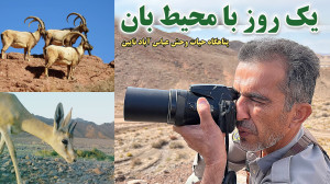 یک روز با محیط بان پناهگاه حیا...