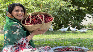 تهیه ترشی از الوچه وحشی
