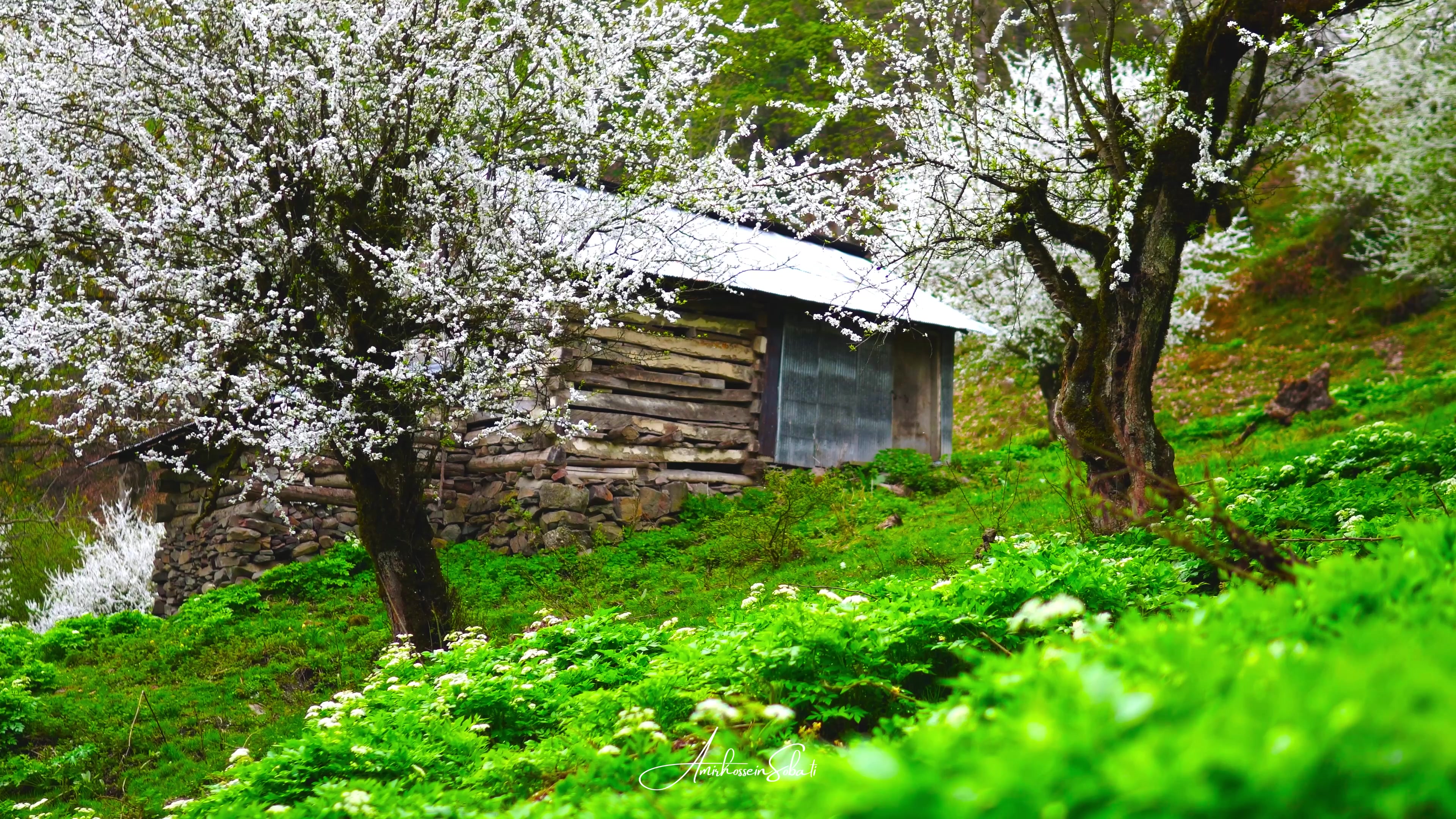 در دل درختان | پرواز ذهن با صد...