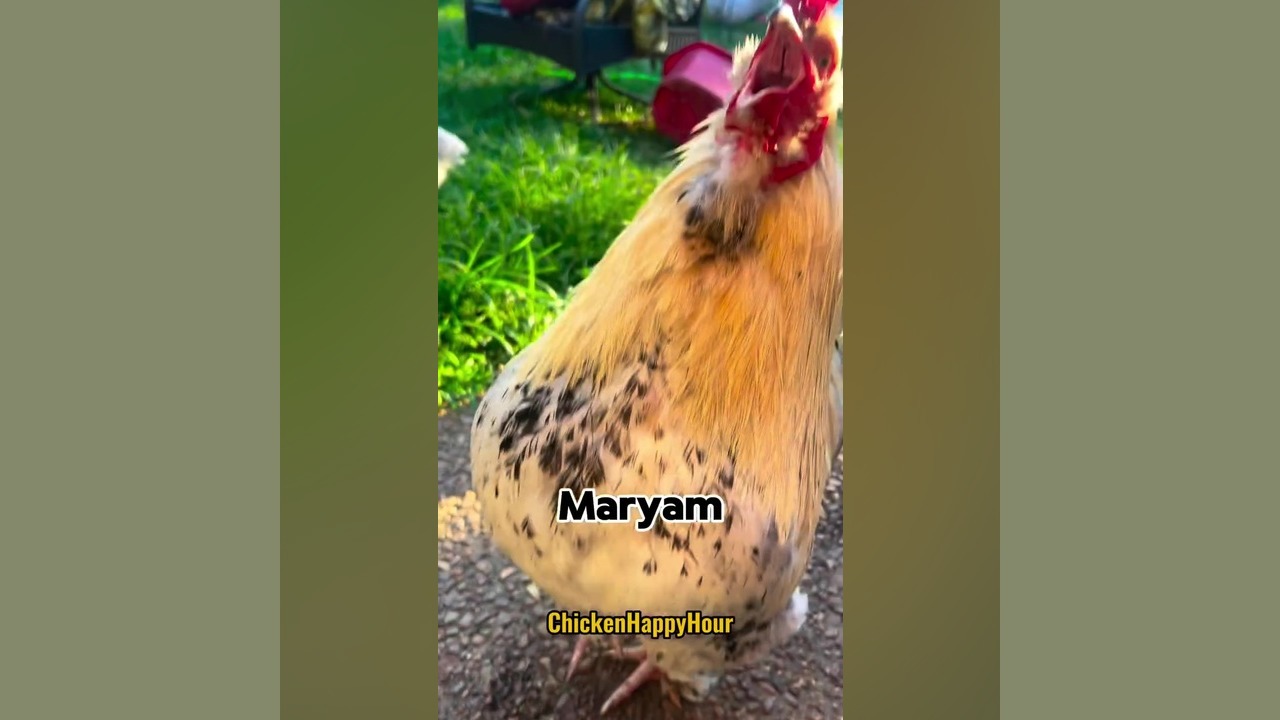 مریم