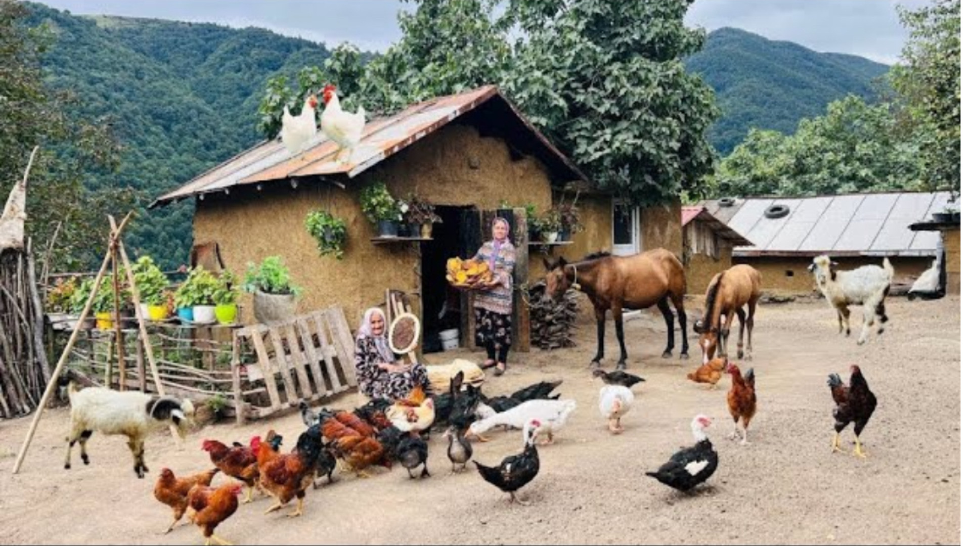 چیدن گل بنفشه از جنگل و کاشتن...