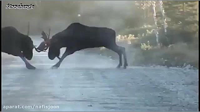 جنگ و جدال تماشایی گوزن ها