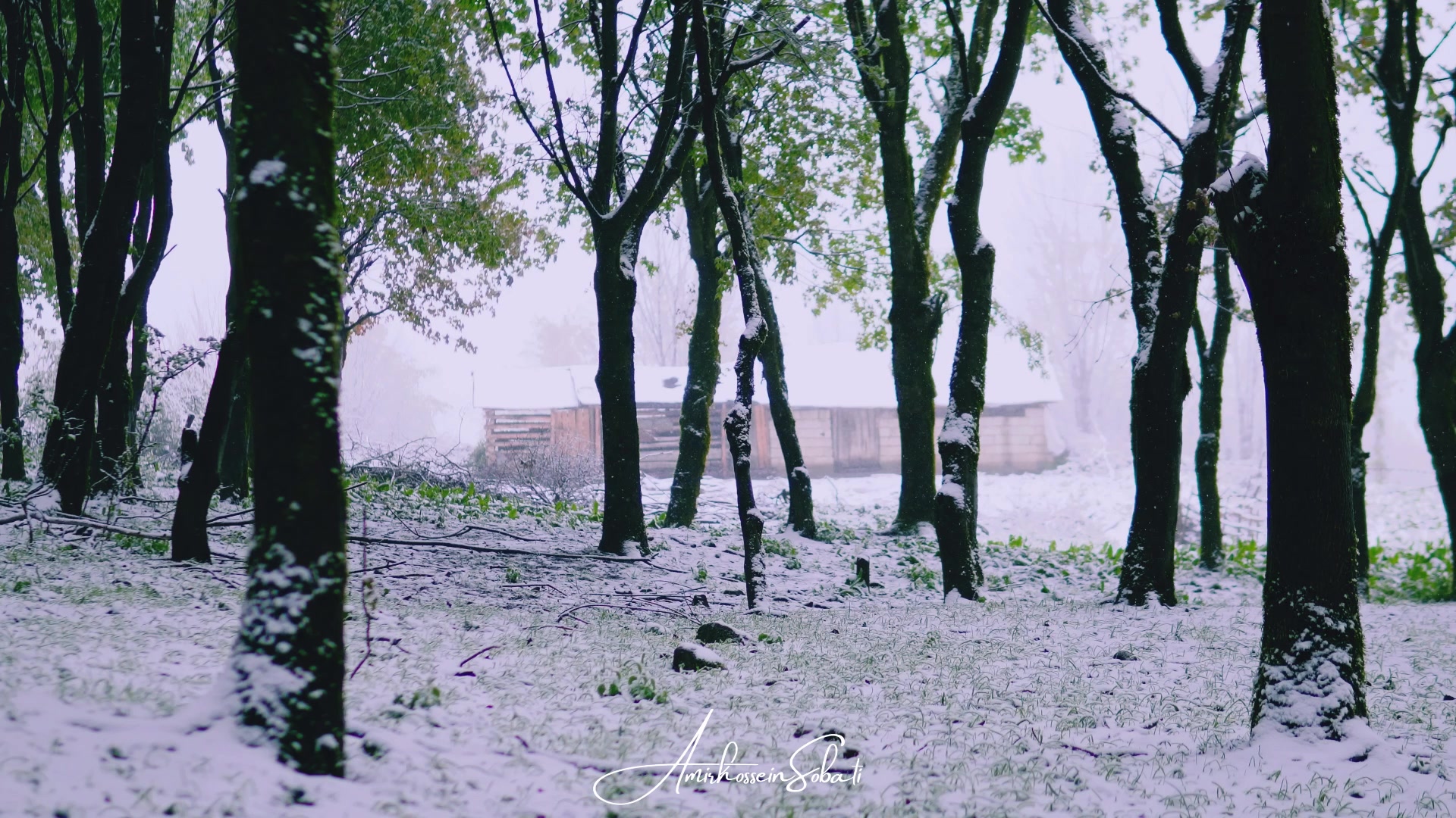 ۲۵ دقیقه آرامش در جنگل برفی |...