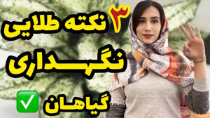 قلق نگهداری گیاهان آپارتمانی ک...