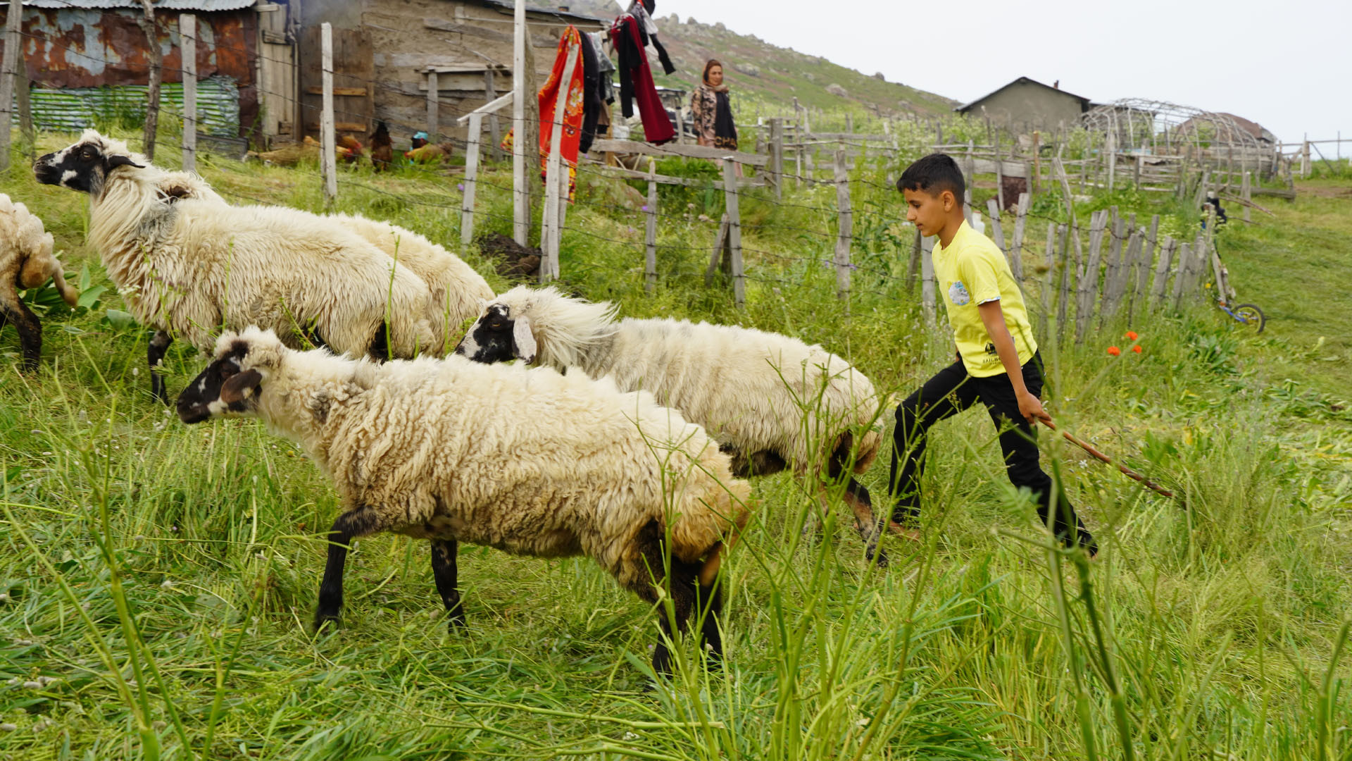 زندگی عشایری در دل دشت سرسبز|ب...