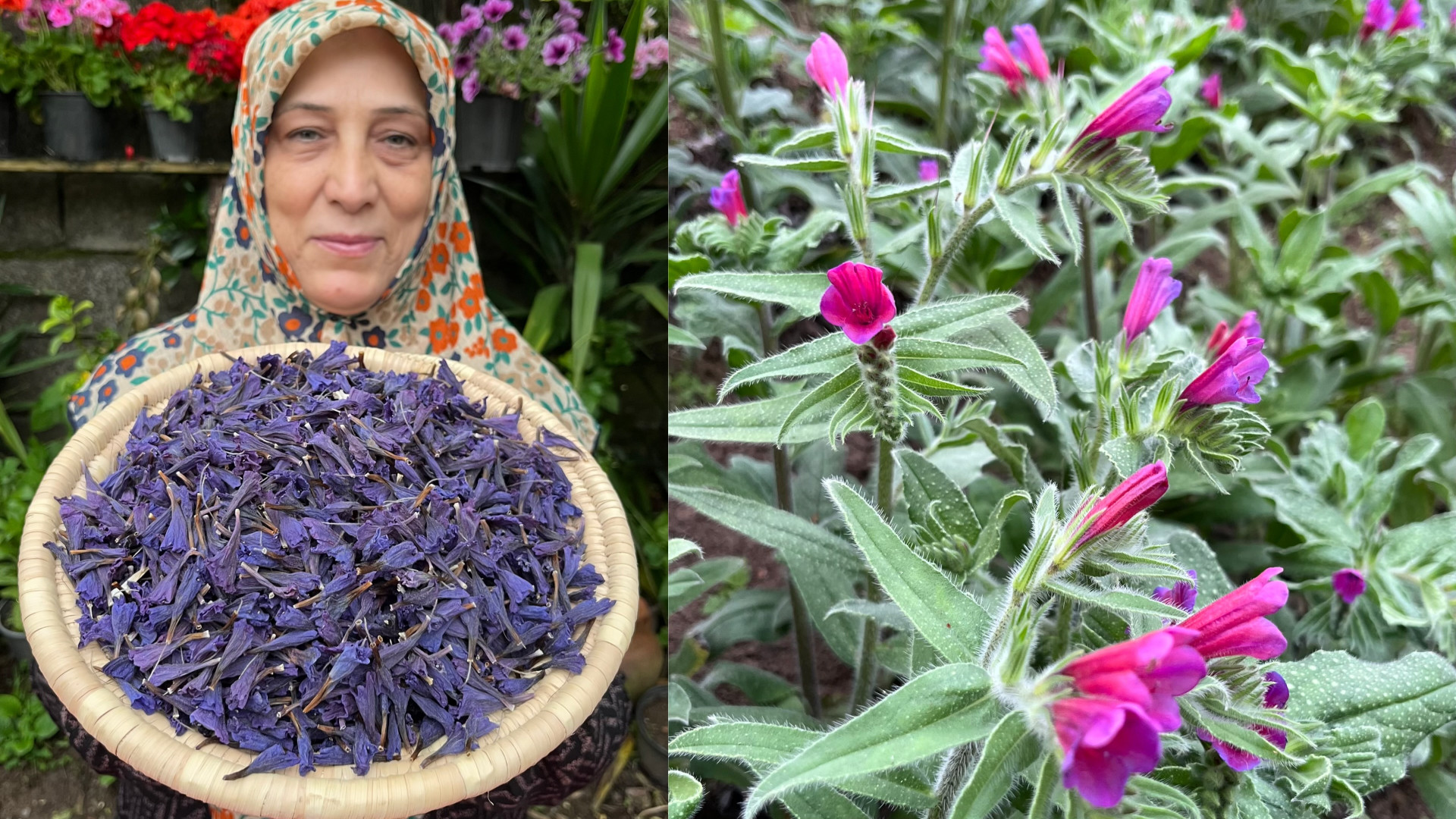 برداشت گل گاوزبان در روستا های...