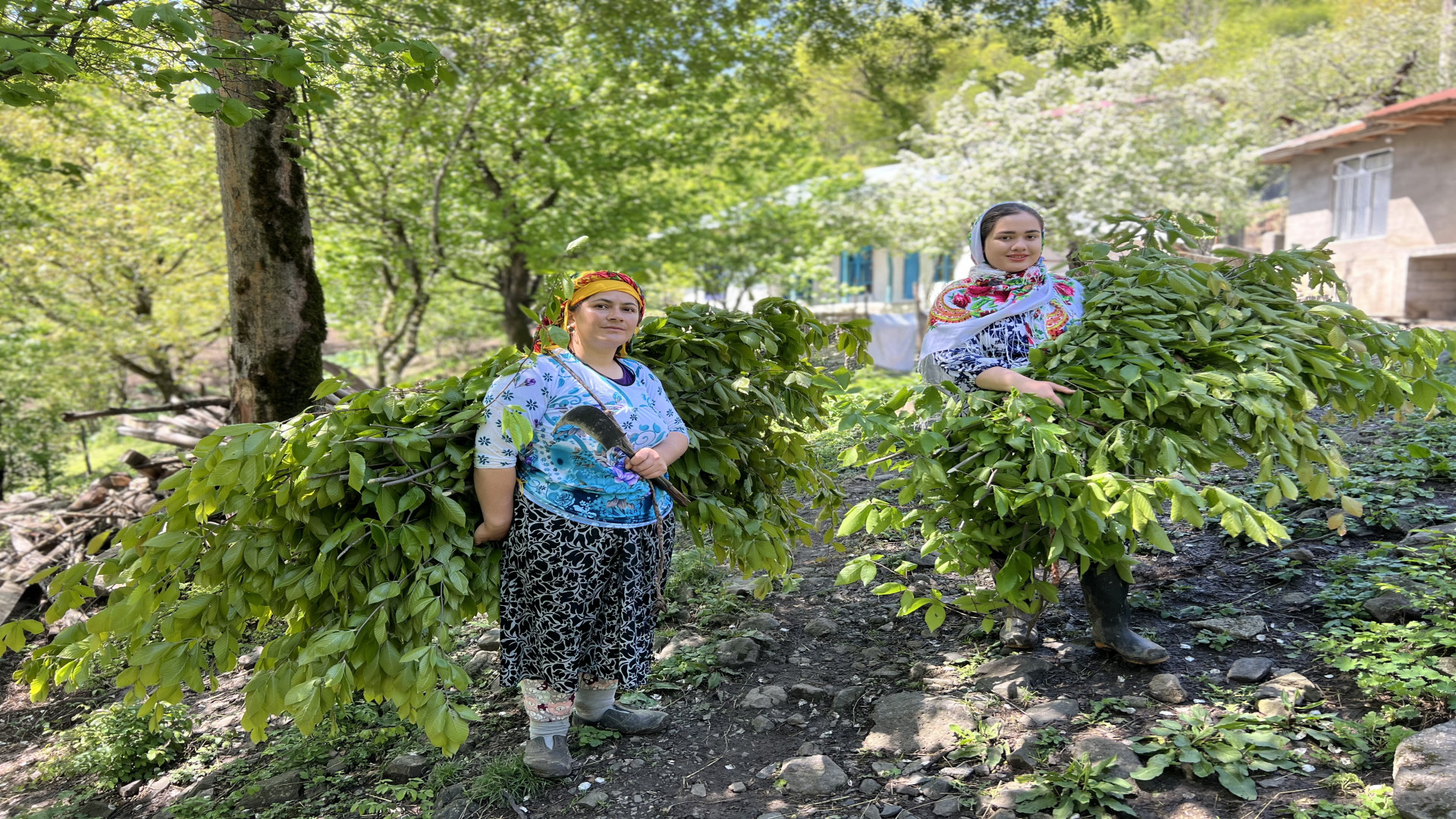 آوردن برگ برای گوساله ها و پخت...