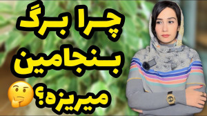 علت ریزش برگ بنجامین! نکات طلا...