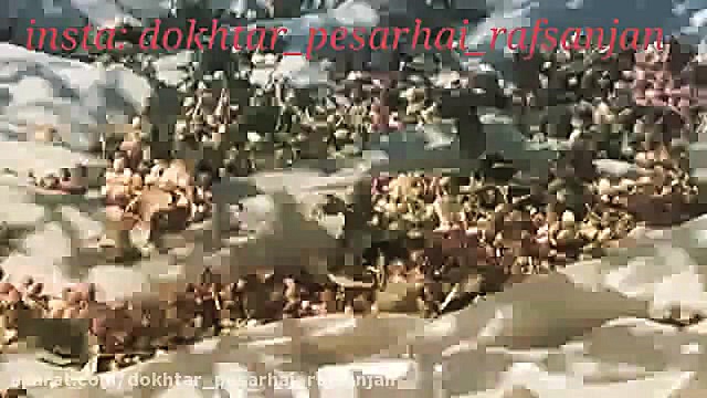 تفاوت سرعت پسته چینی در رفسنجا...