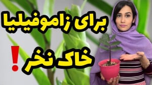دیگه زاموفیلیا رو داخل خاک نکا...