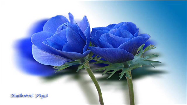 هله دان دان دان ( امید جهان )