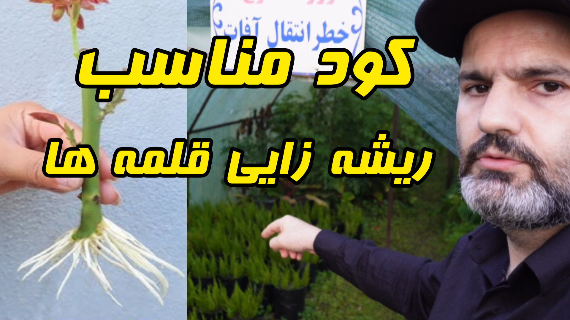 معرفی کود مناسب ریشه زایی قلمه...