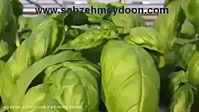 گلخانه آکوآپونیک (پرورش ماهی و...