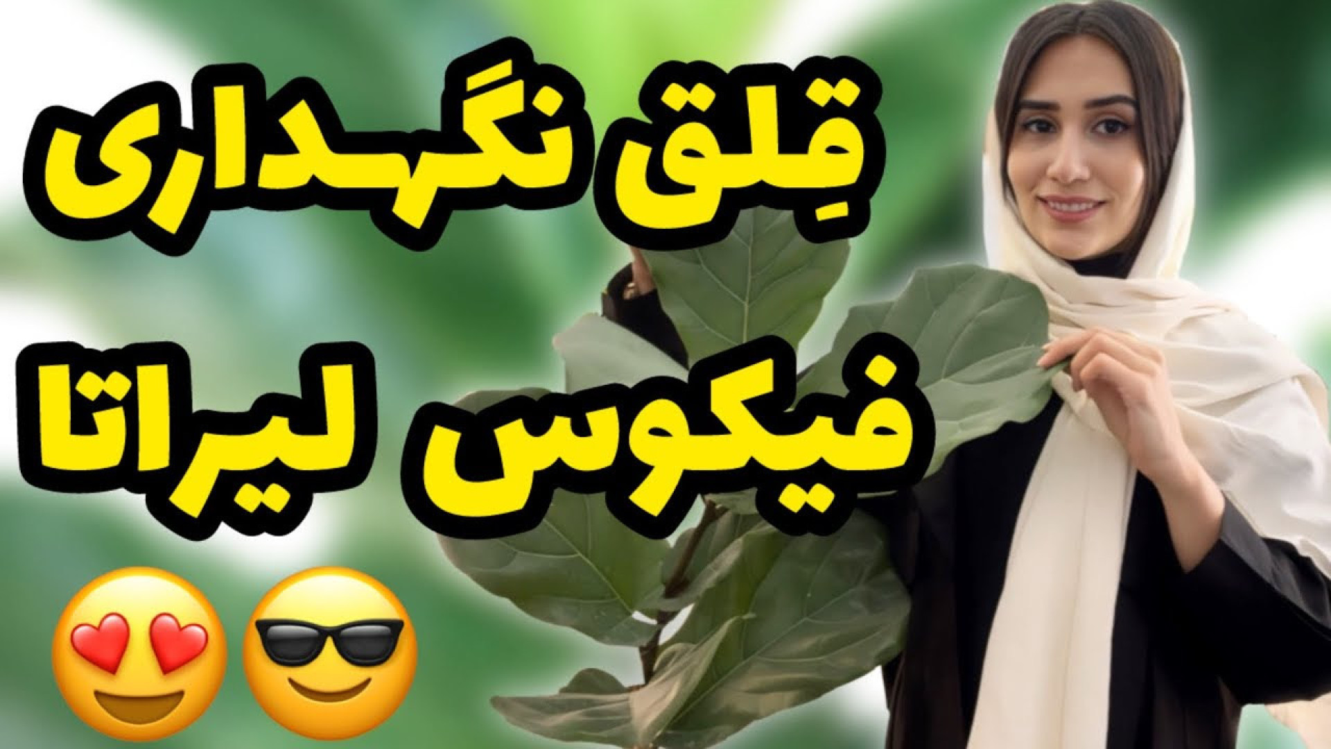 نگهداری از فیکوس لیراتا صفر تا...