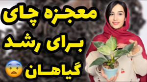 تاثیرات شگفت انگیز چایی برای ر...