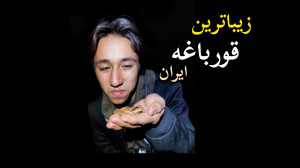 زیباترین قورباغه ایران قورباغه...