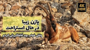 سلطان صخره ها در حال استراحت