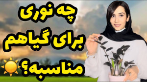 گیاهم به چقدر نور نیاز داره؟ ب...