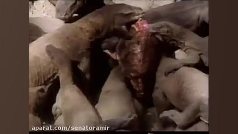 زنده زنده خوردن گوزن بیچاره تو...