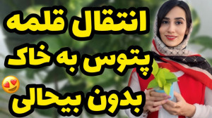 راه و روش انتقال قلمه پتوس به...