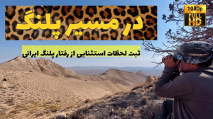 بدنبال پلنگ ایرانی