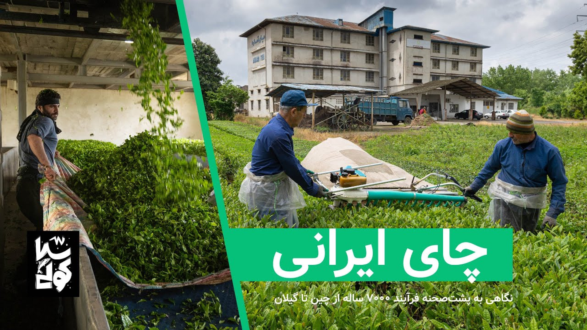 چای ایرانی از برداشت تا تشخیص...