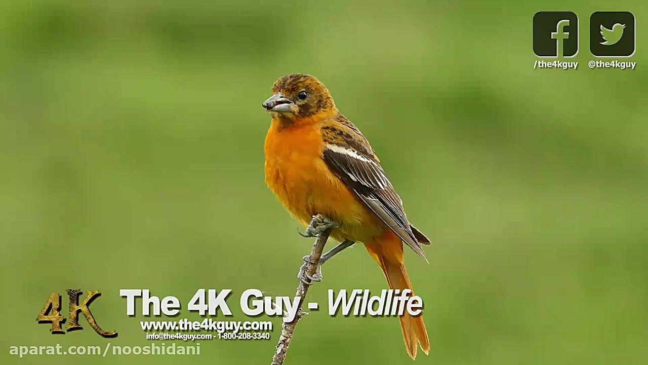 حیات وحش انتاریو کانادا