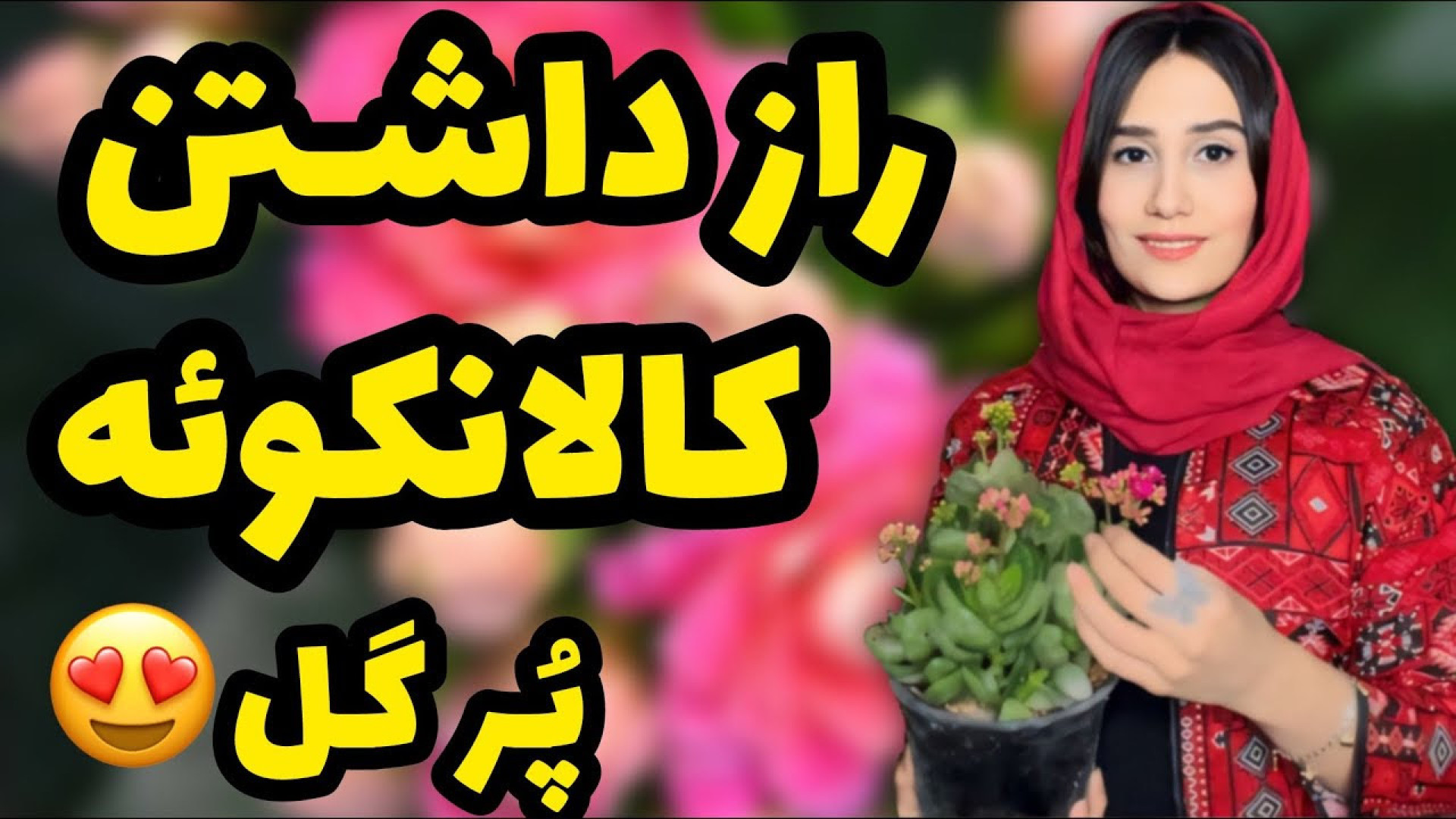 راز داشتن کالانکوئه پر گل نگهد...