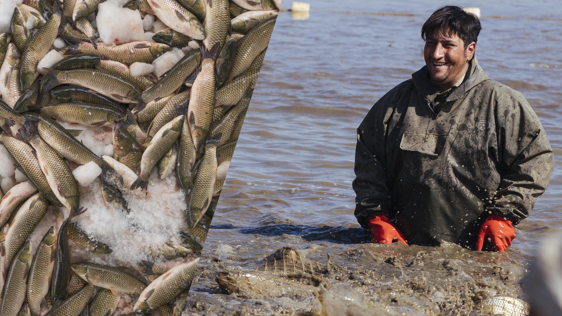 پرورش ماهیان گرمابی در گیلان